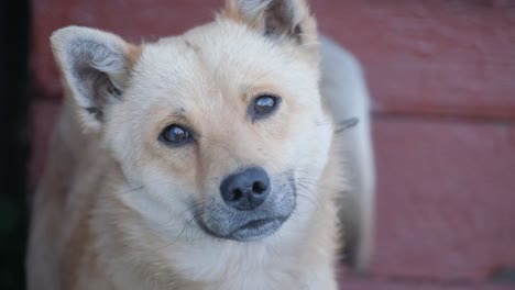 close-up of a light brown dog