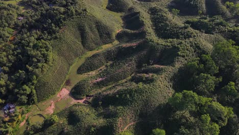 Aerial-shot-of-a-tea-plantation-in-the-tribal-village-in-Khadimnagar,-Bangladesh