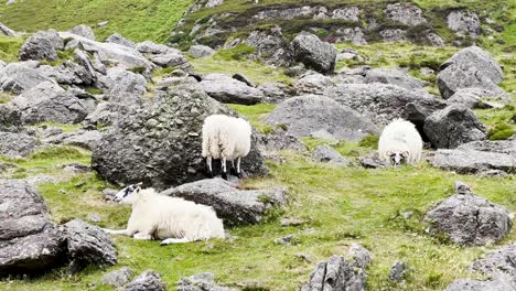 Un-Rebaño-De-Ovejas-De-Carnero-De-Montaña-Con-Cuernos-Pasta-En-La-Hierba-Con-Un-Viento-Fuerte