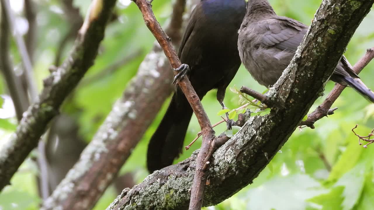 dos grackles de cola de barco encaramados en una rama alimentando al inmaduro