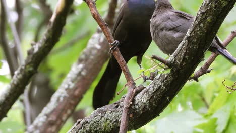 dos grackles de cola de barco encaramados en una rama alimentando al inmaduro