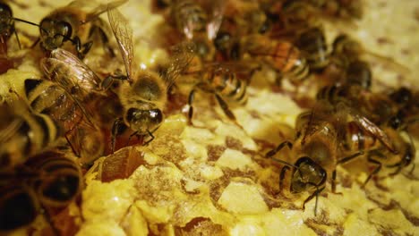 abejas melíferas en el panal