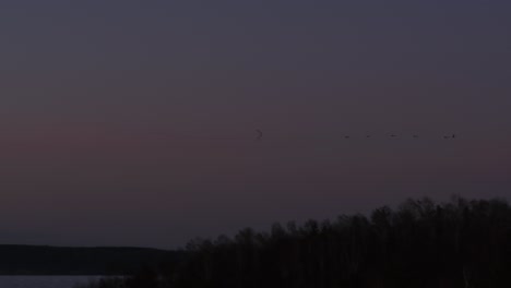 晚上天空飛翔的鳥類的空中景色