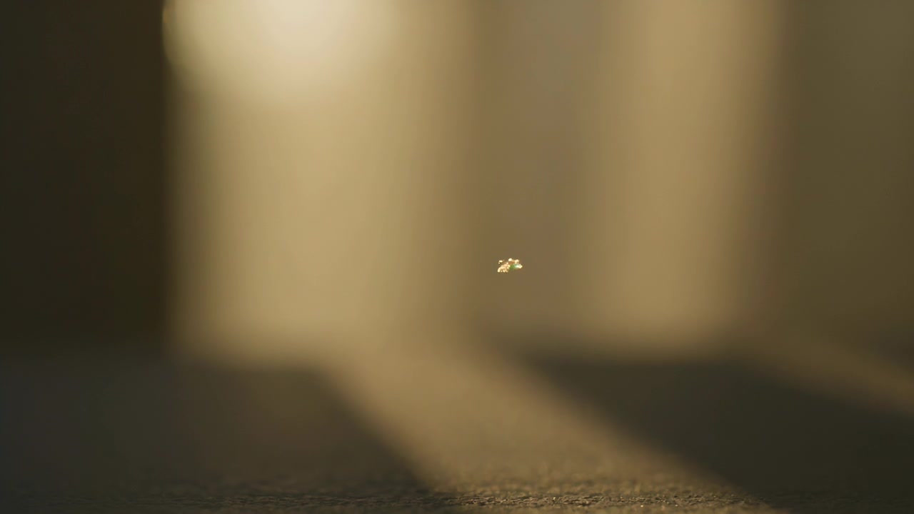 Hovering insect flapping and drifting on carpet, sunlight shining through blinds drawing to warmth