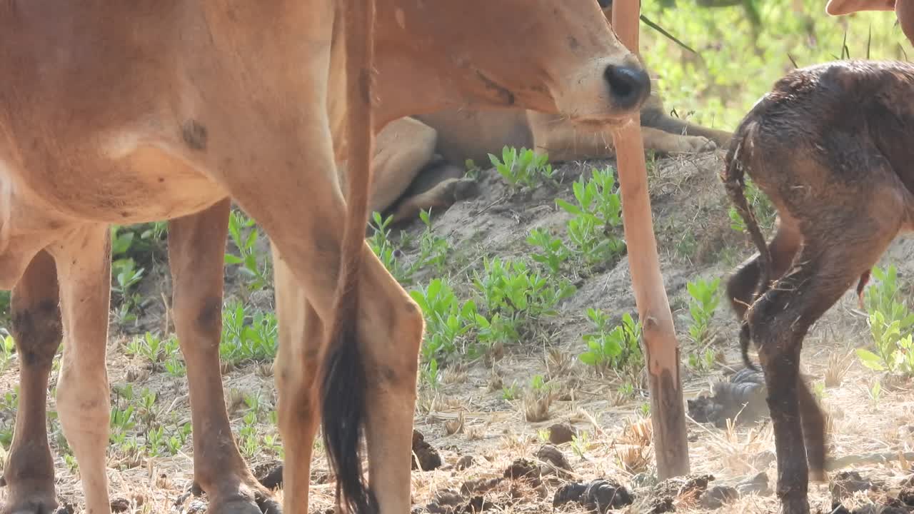 красивая корова ребенок ходит первый раз