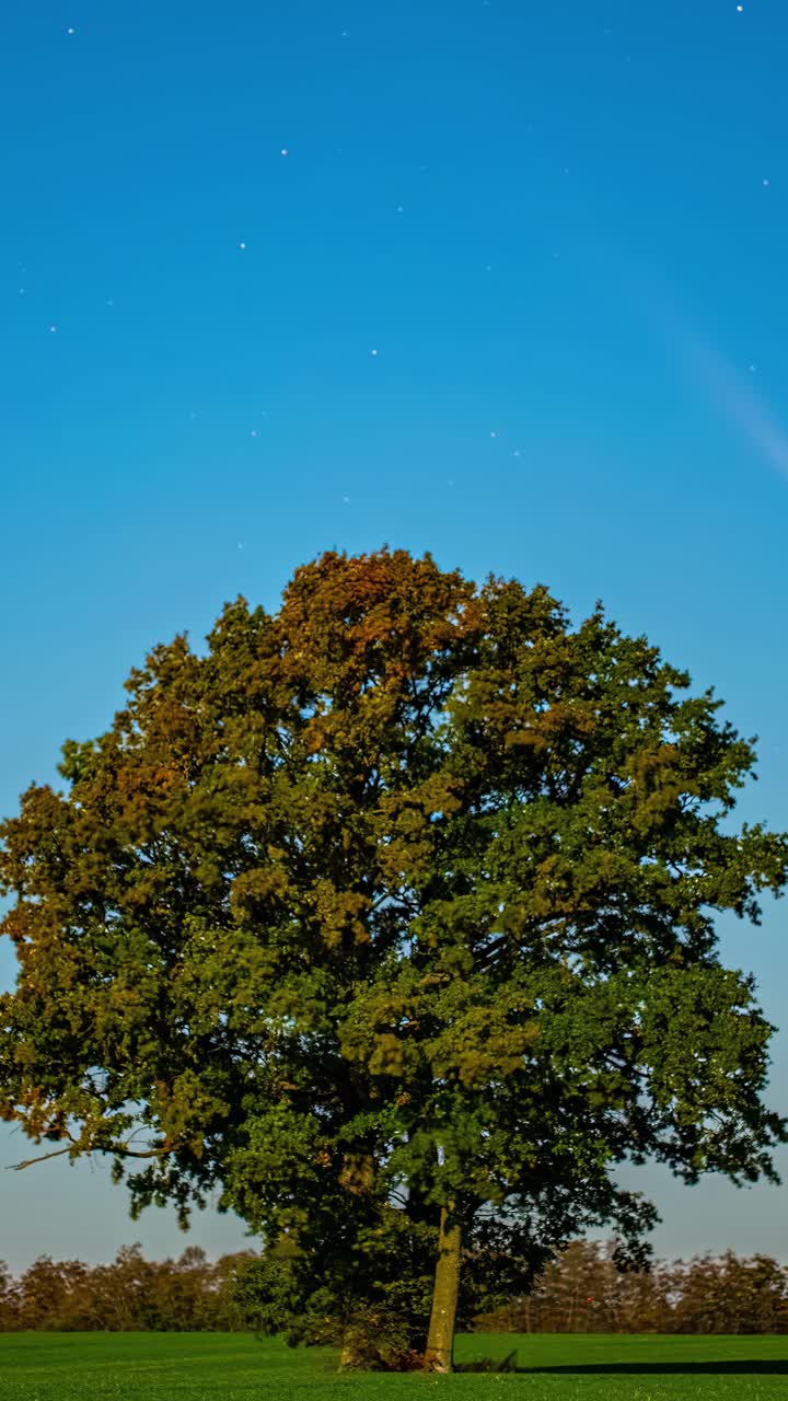 Isolated Tree With Dense Foliage Against Blue Starry Sunset Sky. Time-lapse
