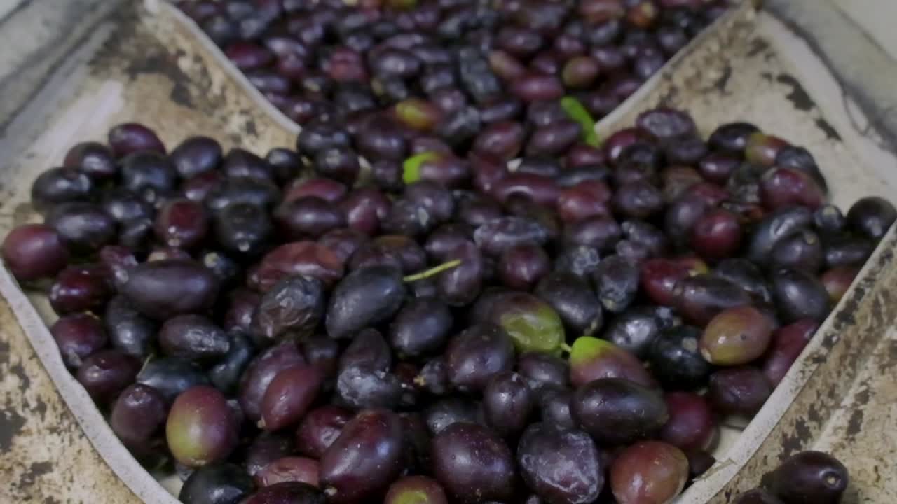 imágenes en primer plano de las aceitunas en la fábrica de aceite de oliva