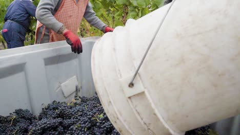 close up view of grapes falling into a bin, grape harvest time, leyda valley, chile