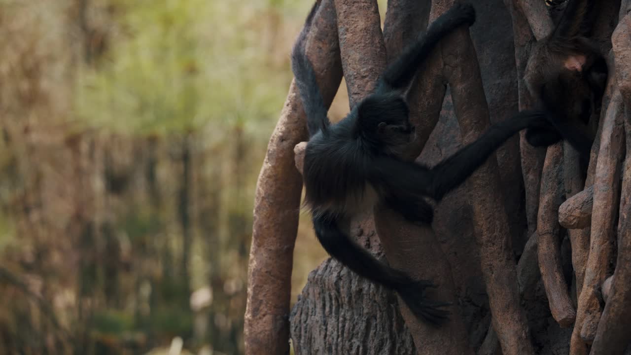 monos araña jugando en un árbol enorme en el bosque con sus colas prensiles