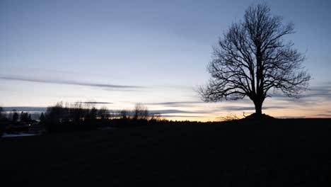 silhouette of a oak in sunset standing alone in a field