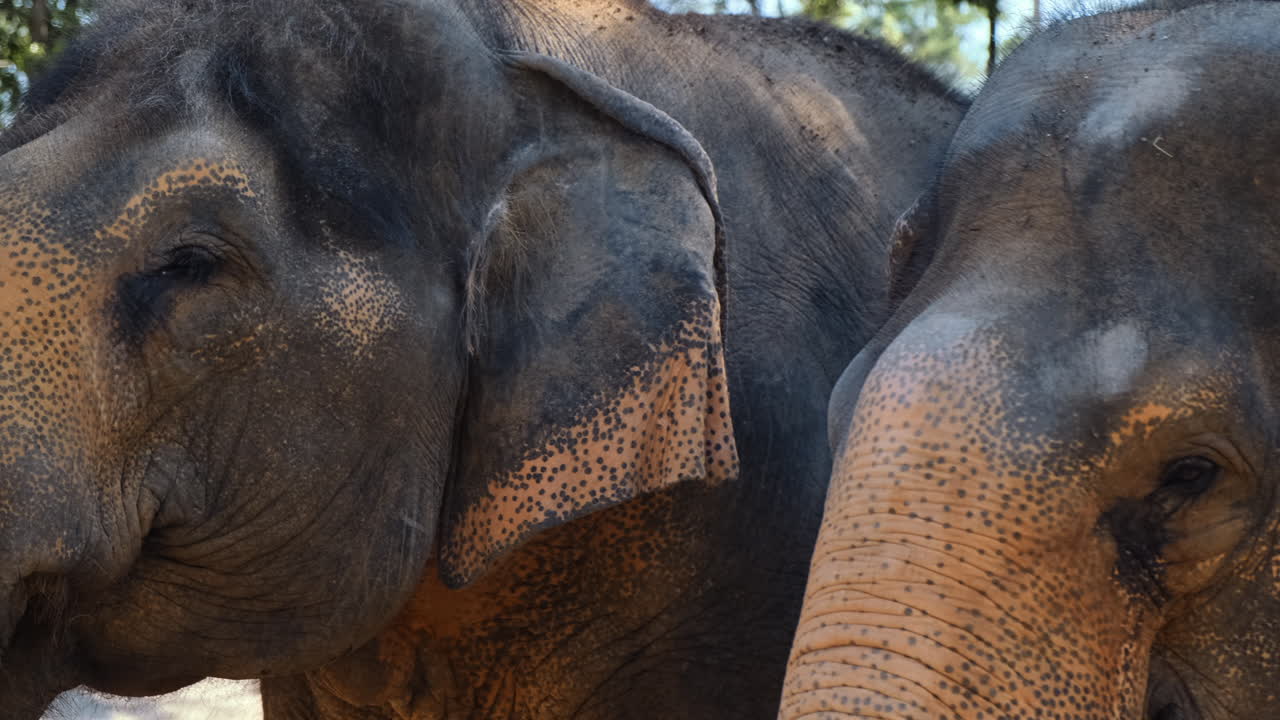 un primer plano de dos elefantes