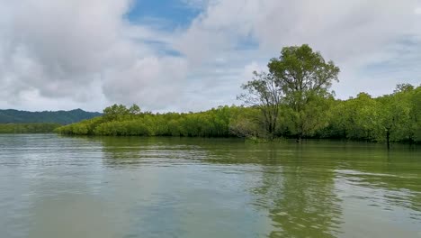 green mangrove forest along a river on koh lanta in thailand