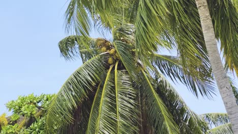 hipnotizantes tomas de cerca en cámara lenta de las islas maldivas palmeras vibrantes y exuberante vegetación experimente las mejores vacaciones de relajación en las maldivas