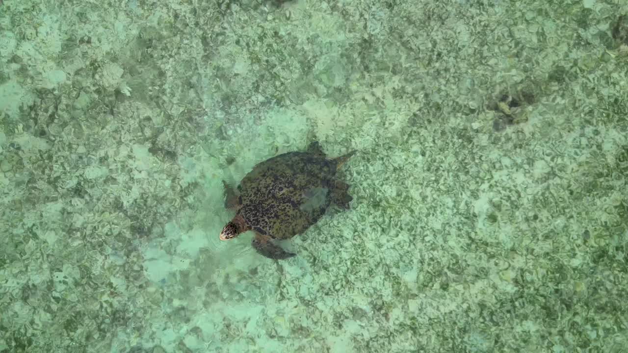 Sea turtle swimming near surface of clear turquoise ocean water, taking a breath with head breaking water. Wildlife and marine life concept. Magic aerial view drone top down Above view