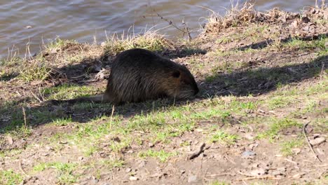 nutria foraging during the day on shooters island, prague