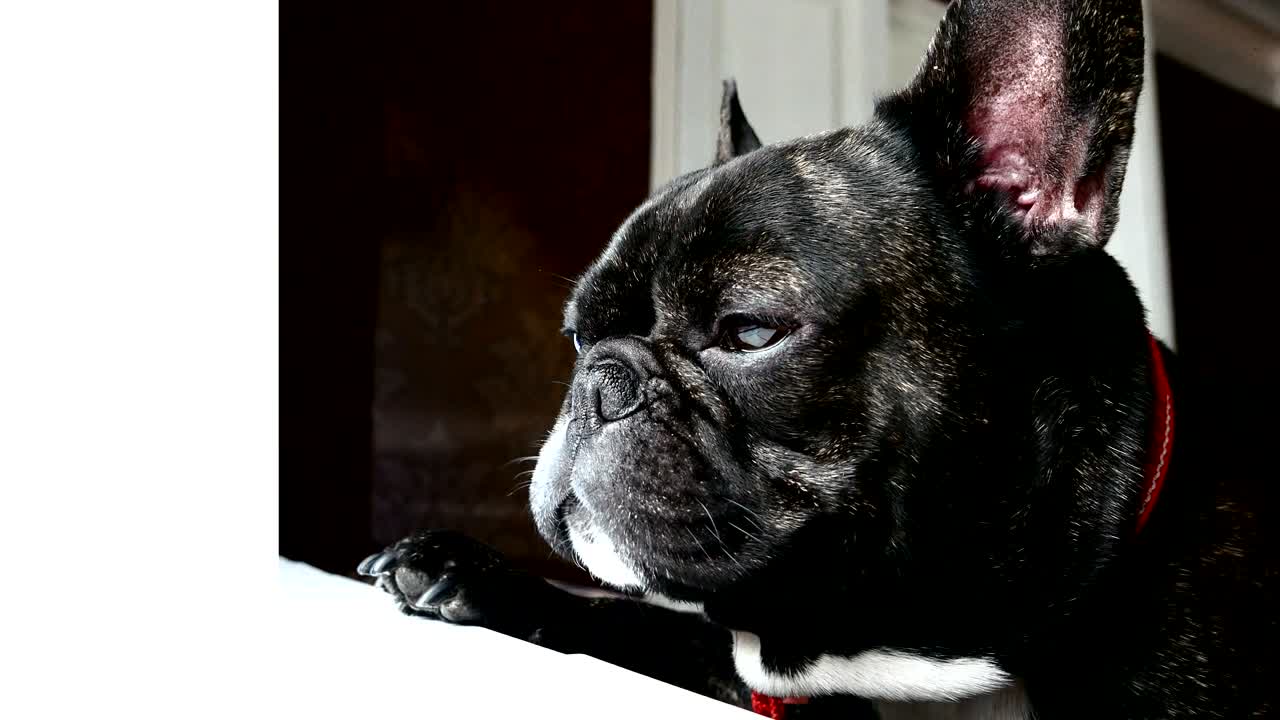 개 품종 프랑스 불도그 슬픈 울부음