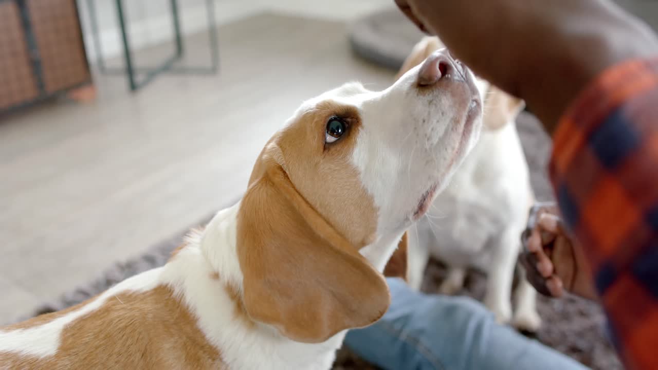 Uomo afroamericano seduto sul pavimento a casa, che gioca con i suoi cani domestici, al rallentatore