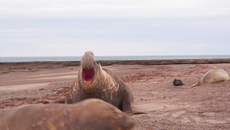 Der-Dominante-Männliche-Seeelefant-Ruft-Und-übt-Seine-Herrschaft-über-Den-Strand-Aus,-Strandmeister