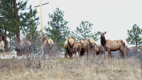 Colorado-elk-heard-large-group-deer-gang-on-nature-animals-gathered-on-mountainside-mid-winter-snow-Rocky-Mountains-National-Park-Evergreen-telephoto-zoom-cinematic-slow-motion-pan-still-4k