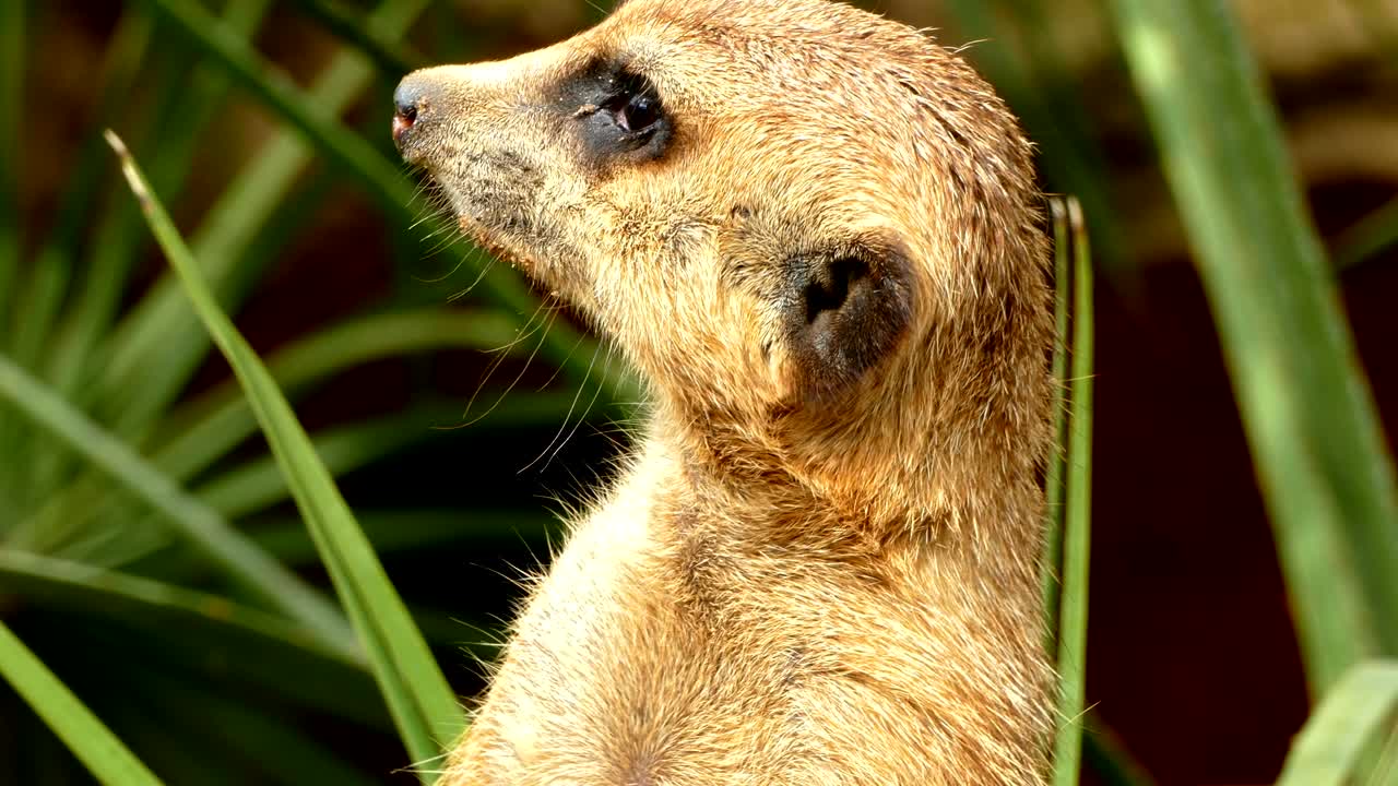 경계하는 수리카트의 초상화입니다.