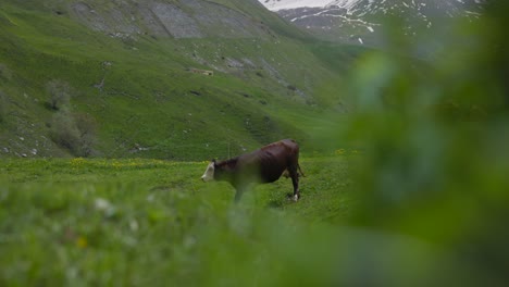 una sola vaca marrón camina a través de un pintoresco pasto verde de montaña en las montañas de francia.