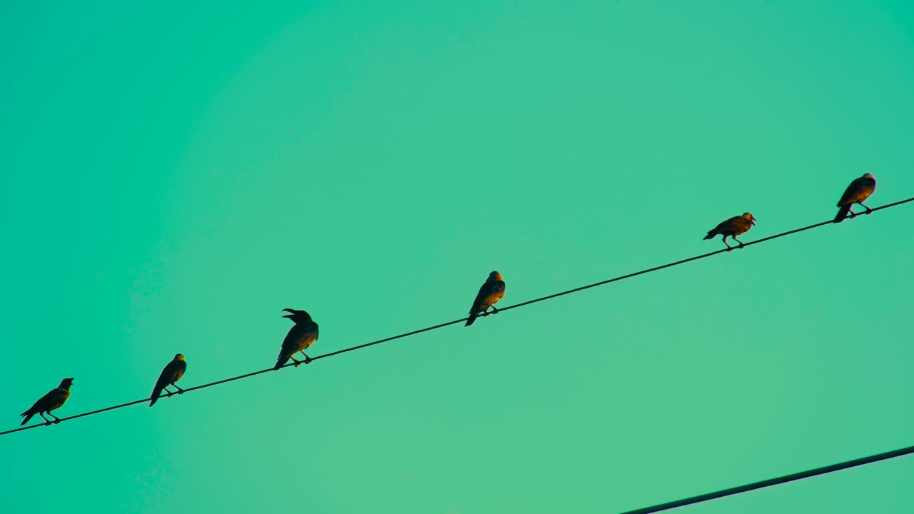 cuervos posados en cables eléctricos contra el cielo verde al atardecer