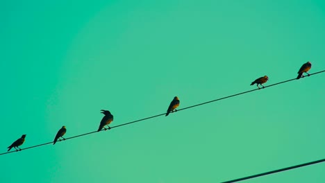 cuervos posados en cables eléctricos contra el cielo verde al atardecer