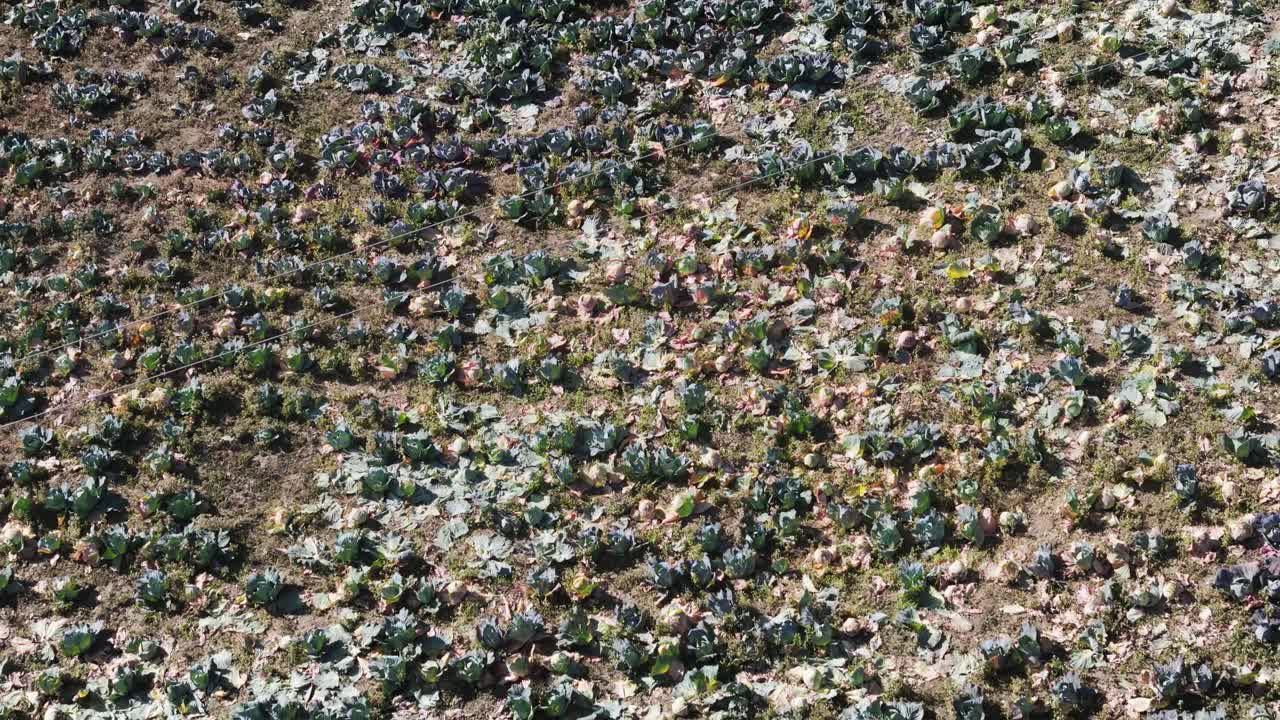 Filmato della coltivazione di bandakobi (cavolo) in un villaggio rurale nepalese. Evidenzia la coltivazione di ortaggi, l'agricoltura tradizionale e le pratiche di giardinaggio domestico.