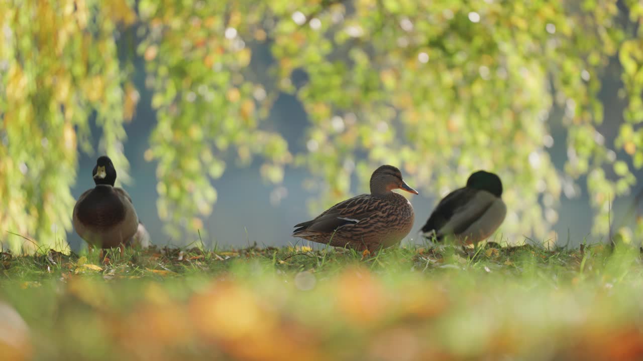A group of ducks rests and forages among autumn foliage on grass, with blurred trees providing a serene background. A close-up parallax shot.