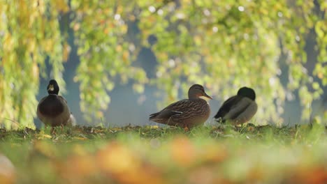 a group of ducks rests and forages among autumn foliage on grass, with blurred trees providing a serene background. a close-up parallax shot.