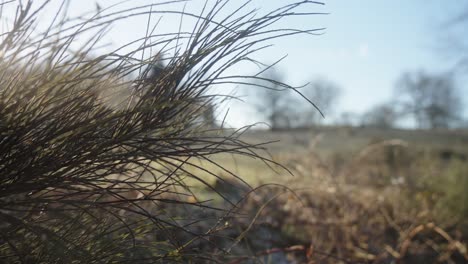 Silhouette-Eines-Geheimnisvollen-Mannes,-Der-Unscharf-Im-Hintergrund-An-Der-Kamera-Vorbeigeht,-Während-An-Einem-Kalten-Frühlingsmorgen-Gras-Und-Vegetation-Im-Vordergrund-Stehen