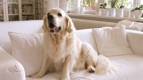 pet dog relaxing on a sofa