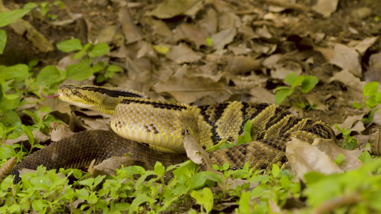Patterned snake blends seamlessly with fallen leaves.??