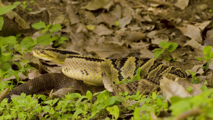 Patterned snake blends seamlessly with fallen leaves.??