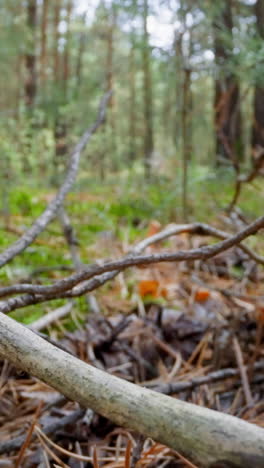 fir tree branches and dry needles in deep forest slow motion. probe lens shot of nature virgin beauty and environment in wood extreme closeup