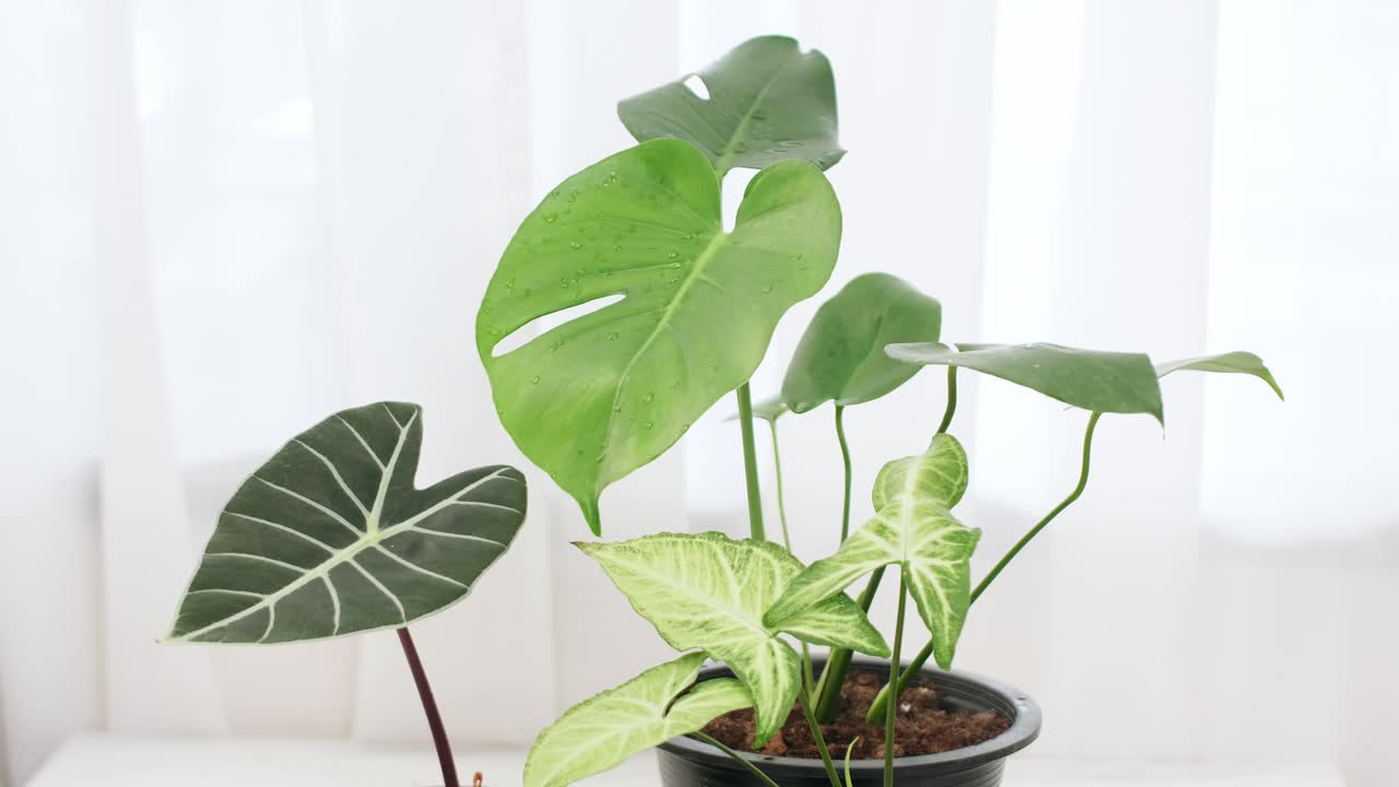 밝은 흰색 방에서 바람에 의해 부드럽게 움직이는 실내 화초