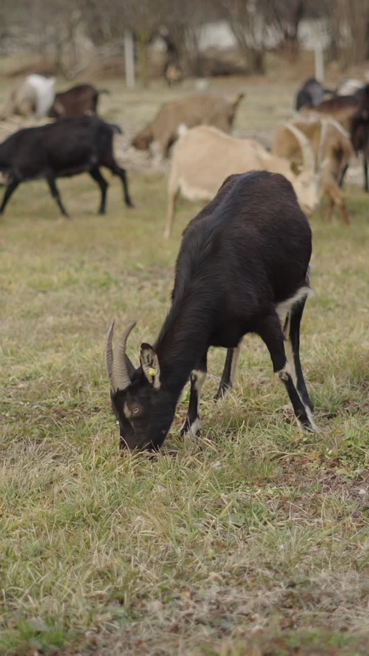 Goats grazing in a pasture