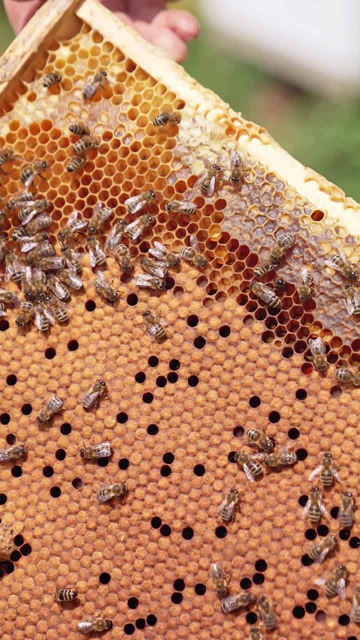 Honey frame in beekeeper's hands. Apiarist holding frame with bees working on it. Bee farmer examining bees. Close-up. Apiary concept. Vertical video
