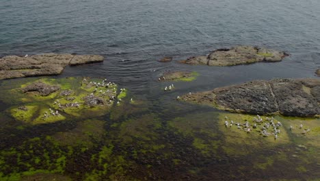 drone wide footage over seagulls on sea cliffs