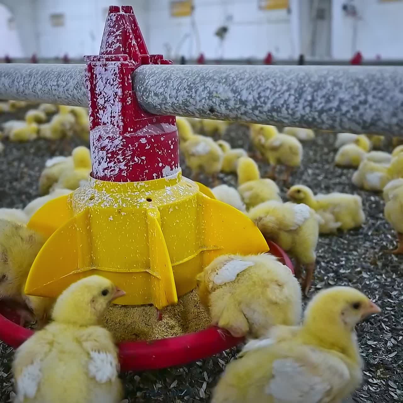 Lots of chickens in the hangar. Chickens for fattening on modern poultry farm