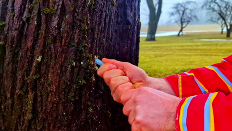 close up of caucasian male hands birch sap, birch water or birch juice been extracted from the plant in the forest