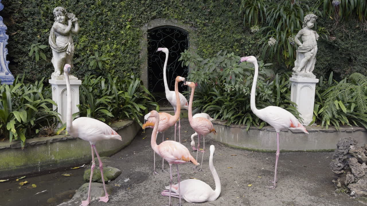 Medium static view of flock of flamingos standing and sitting in garden by the shallow pond of water at a garden