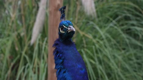 Dieser-Pfau-Besticht-Durch-Seine-Farben