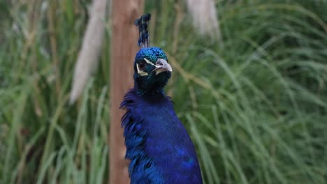 este pavo real es impresionante con sus colores