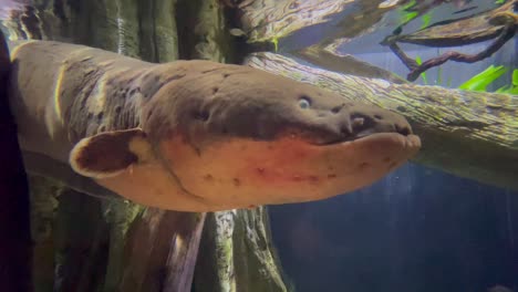 大型電動<unk>魚在水族館中