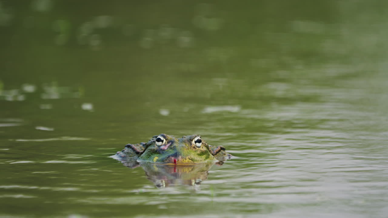 중앙 칼라하리 게임 보호 구역, 보츠와나에서 장마철에 얕은 물에 숨어있는 큰 아프리카 황소 개구리