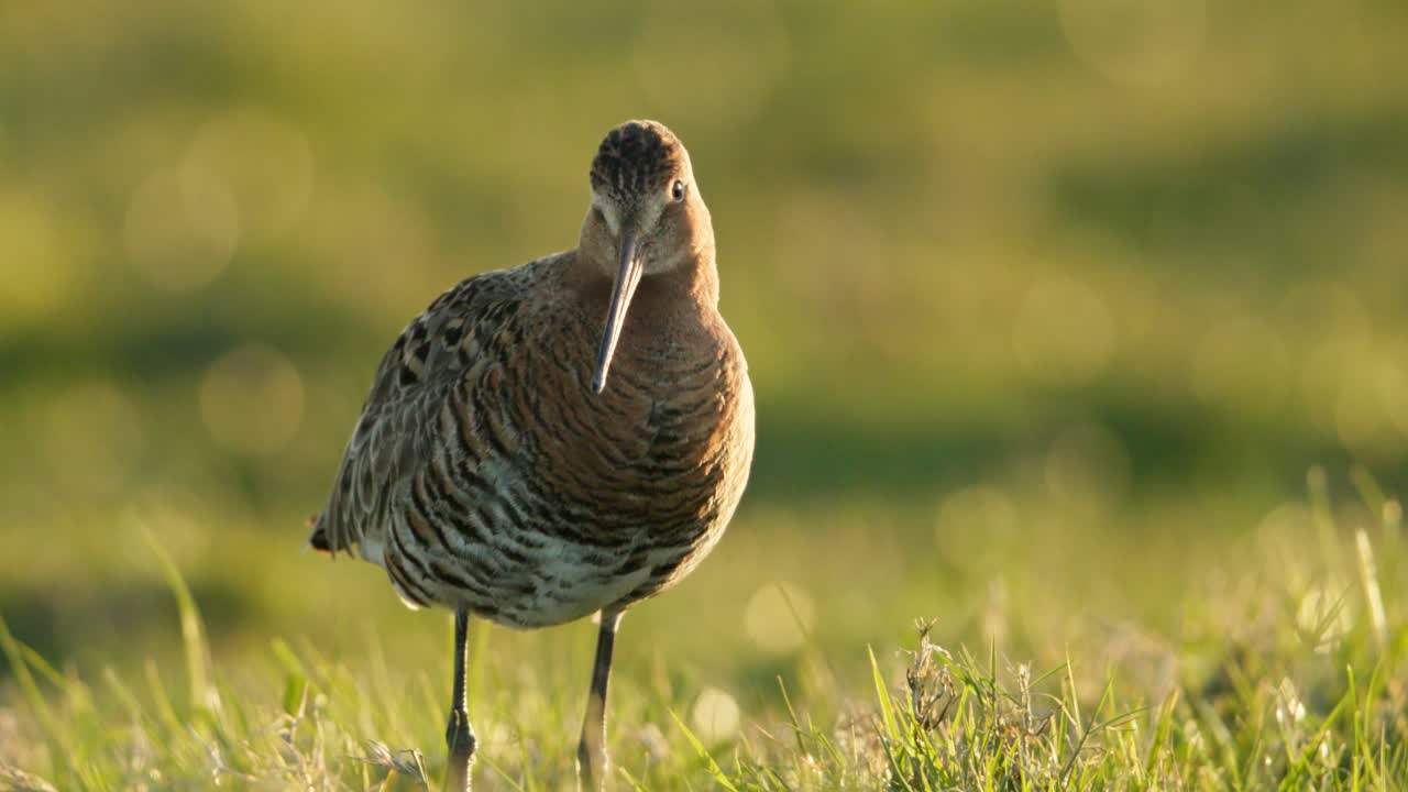 Common Greenshank in a Field