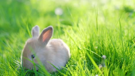 gray rabbit on the background of green grass. a long-eared cute little rabbit is sitting in a field and looking at the camera. vertical video