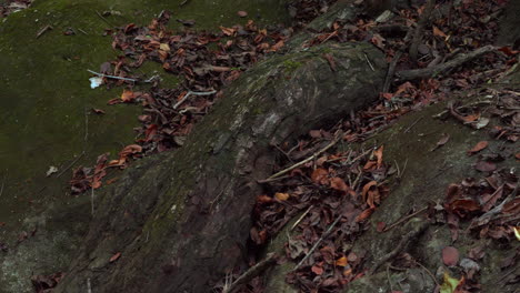 Rocky-stream-with-fallen-leaves-in-Cajones-de-Chame,-Panama,-serene-natural-scene,-water-gently-flowing