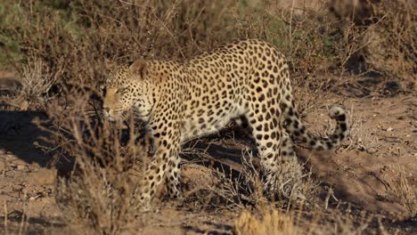 Cerca-De-Una-Hembra-Adulta-De-Leopardo-Caminando-Delante-De-La-Luz,-Kgalagadi